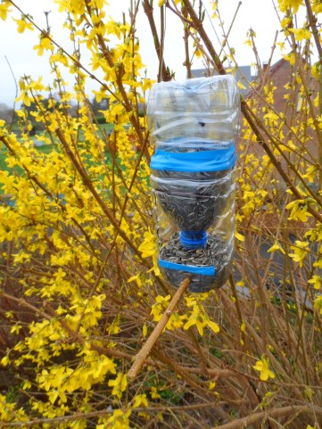 mangeoire bouteille accrochée sur un arbustre pour nourrir les petits oiseaux en hiver