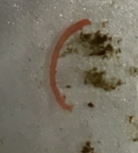 larve de chironome rouge " faux ver"